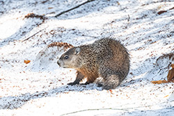 Photos Marmotte